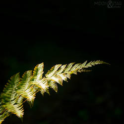 Fern