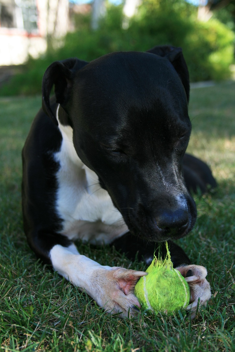 Ball Noms