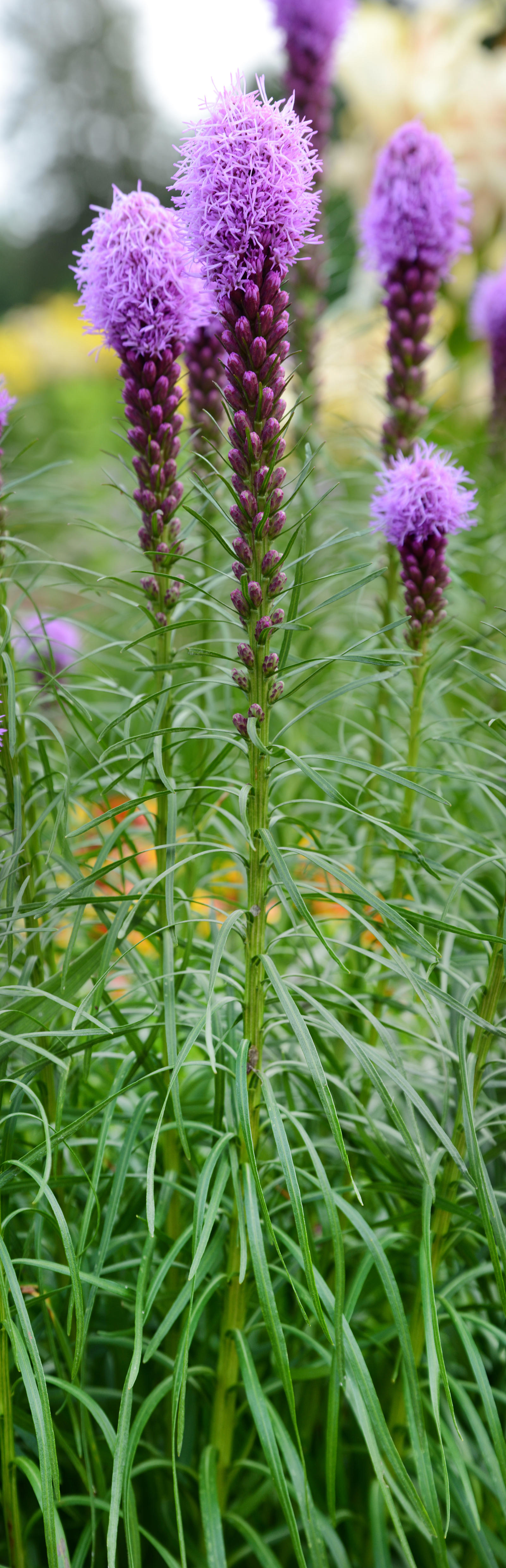 16+ Tall Flowers Tall Flowers by Hammer-is-my-name on DeviantArt
