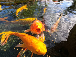 Koy Pond
