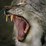 Yawning Lynx - closeup
