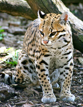 Ocelot