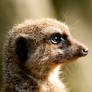 Meerkat profile