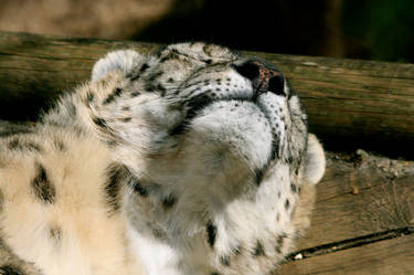 Snow Leopard 5