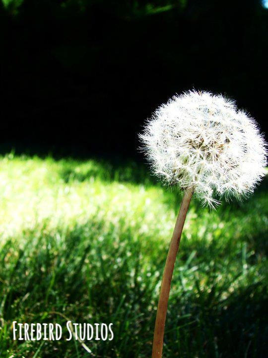 Dandelion by Fire8irdStudios on DeviantArt