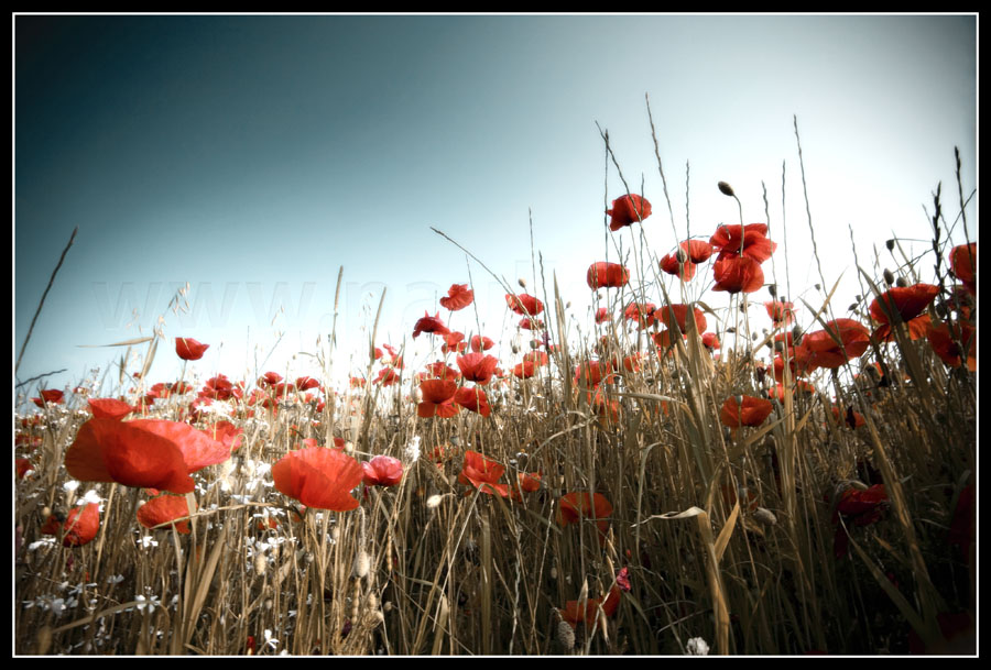 Poppy Field II