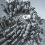 Saguaro blooms BW