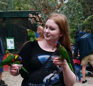 Rainbow Lorikeets