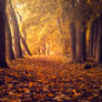 The autumn path