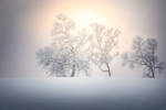 Winter simplicity by streamweb