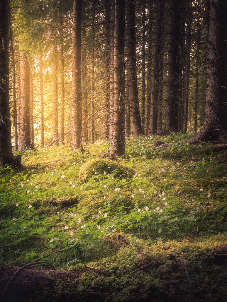 Spring Forest Square Spring forest by streamweb on DeviantArt