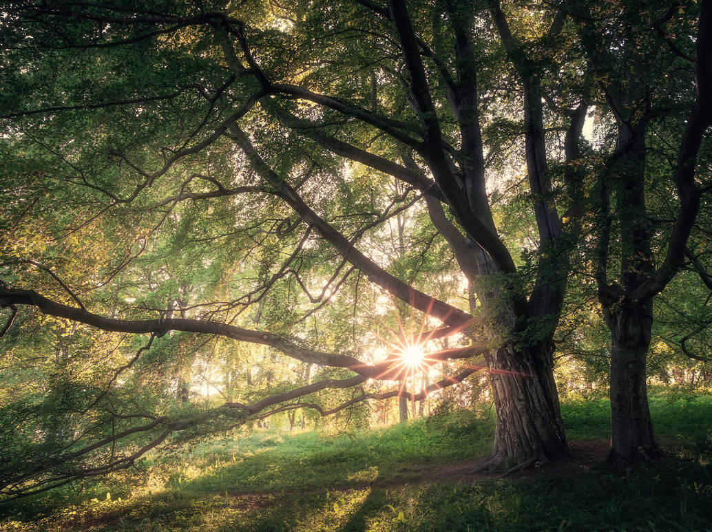 The sparkling forest by streamweb