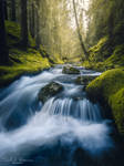Welcome to the jungle by streamweb Welcome to the jungle by streamweb