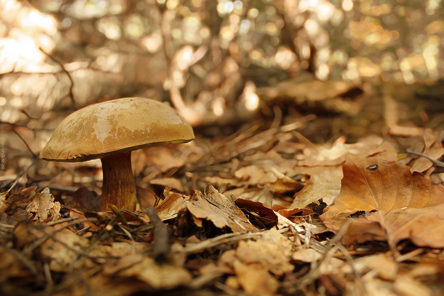 autumn camouflage