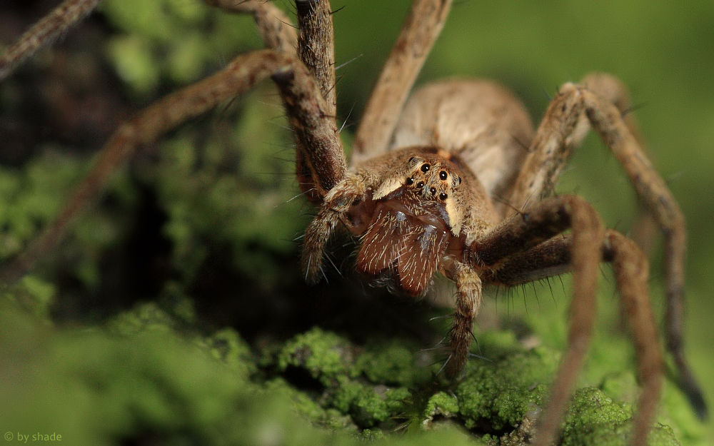 forest predator close-up