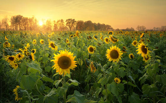 Sunflowers field