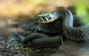 Grass Snake II