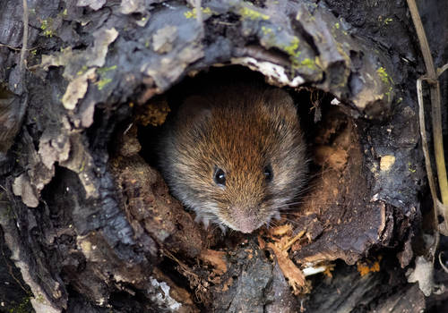 Bank vole