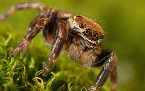 Jumping spider II