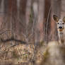 forest watcher