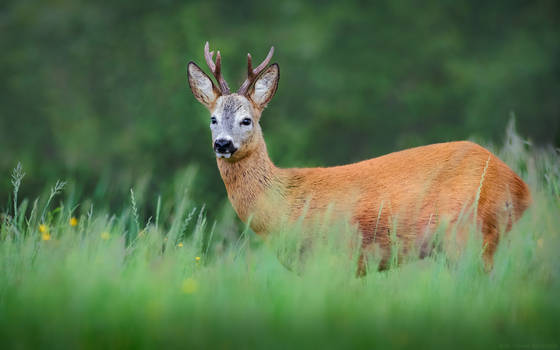 Roe deer Buck