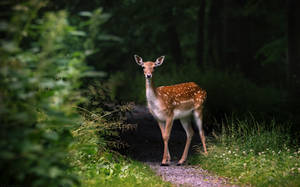 Forest stories