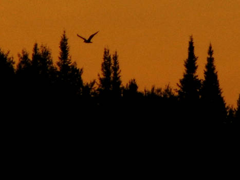 Sunset bird