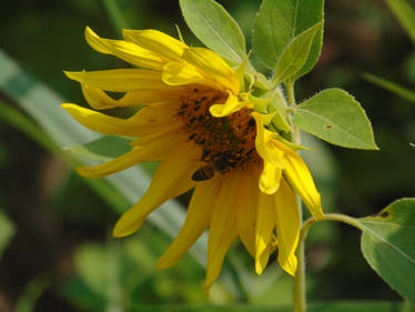 Flower Plants Sunflower