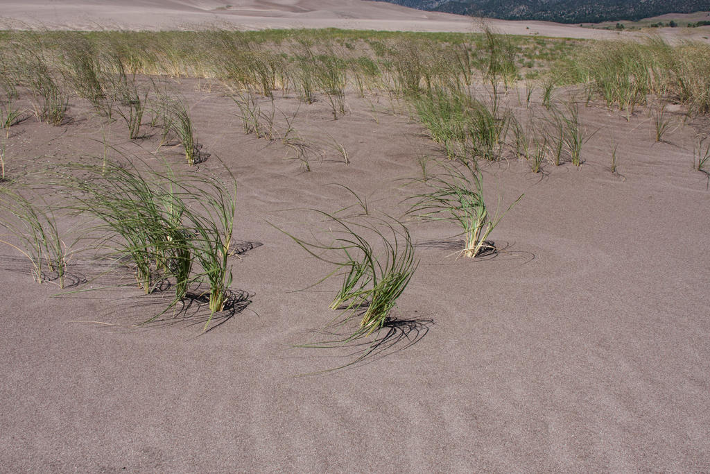 Grass Circles