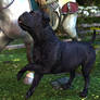 Chapter 3: Calla-hound