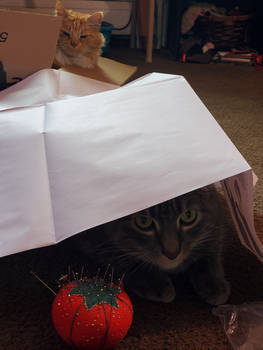Cats Helping