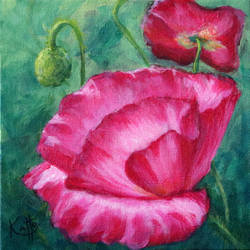 Pink Poppies