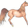 Arabian Horse Lineart Colored