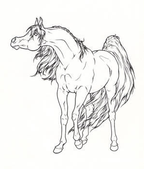 Arabian Horse Lineart