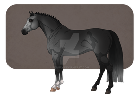 HV Codillera | Holsteiner Mare