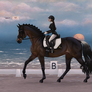 2024 AUS Futurity: Pomp in Paradise