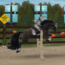 2024 Shark Week - Show Jumping
