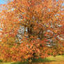 Autumn ish tree