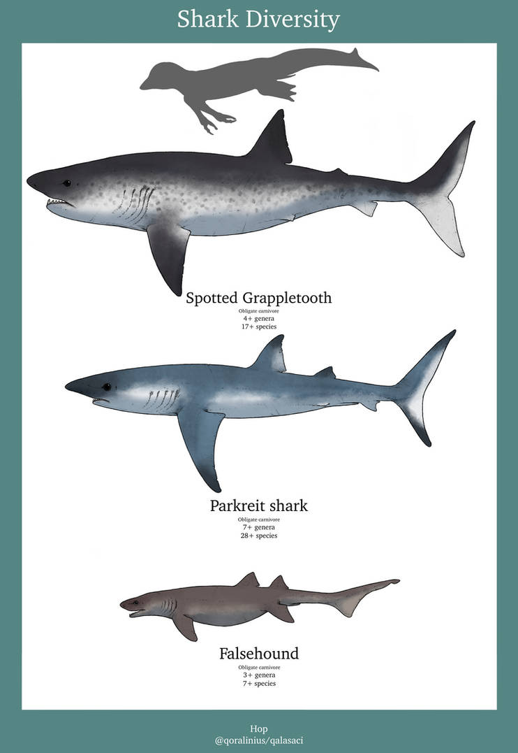 Shark Variations Shark Diversity by qalasaci on DeviantArt