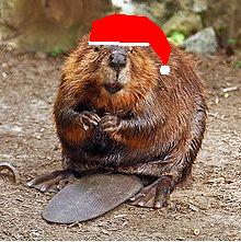 Beaver with Santa's Hat