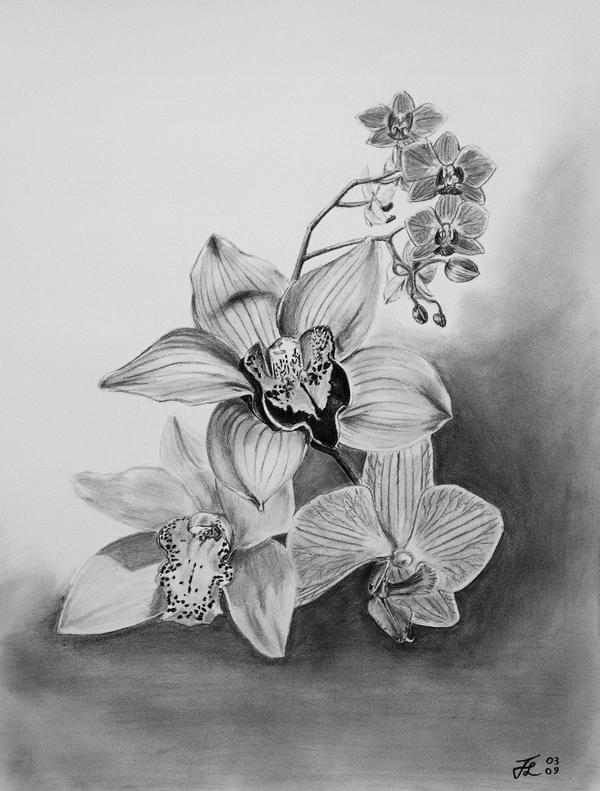 Orchids