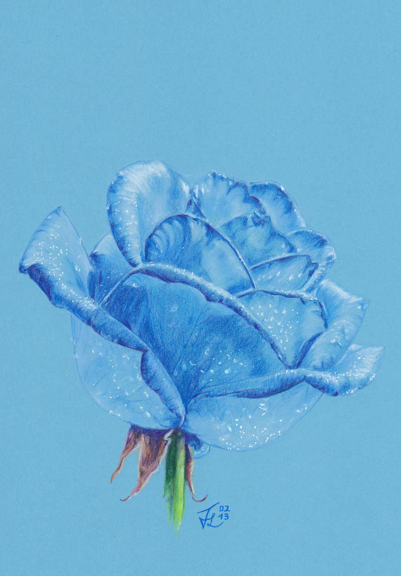 Rose in the Blue