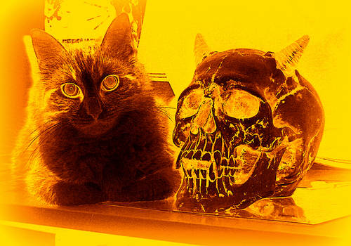 My cat (Teaser) with skull