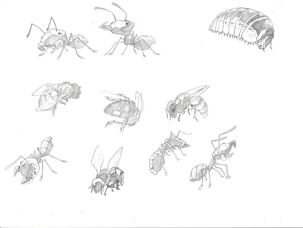 Junix Insect Drawing Insect Studies by haven700 on DeviantArt