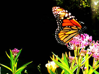 a flying flower.