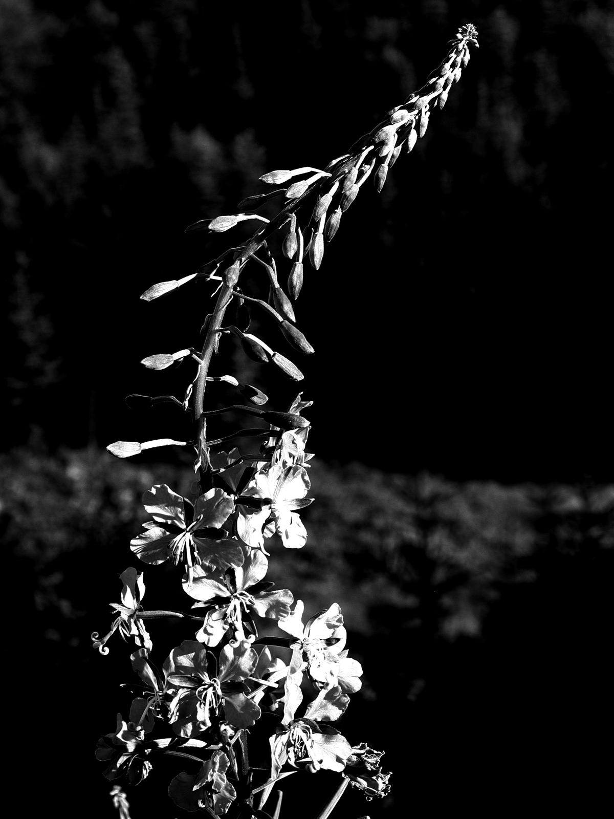 Purple Flowers 2 B and W