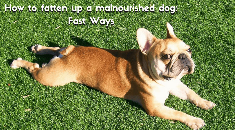 How to Fatten Up a French Bulldog  