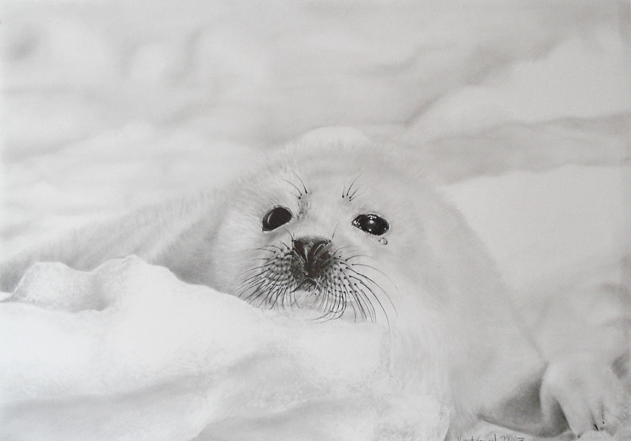 baby seal