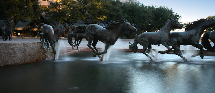 The Death of Wild Mustangs