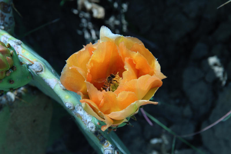 Old Reef and Cactus 2